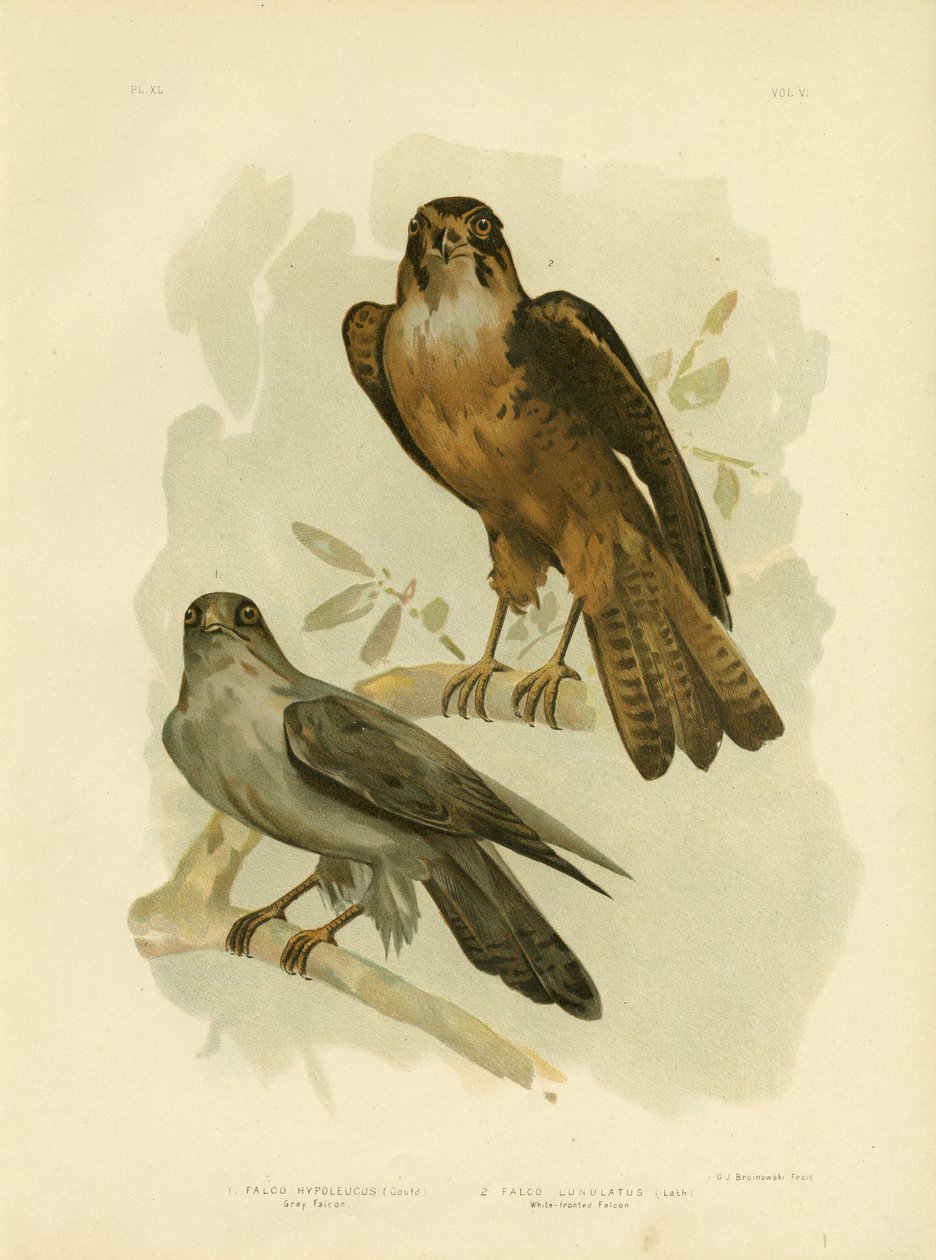 Halcón gris, 1891 de Gracius Broinowski