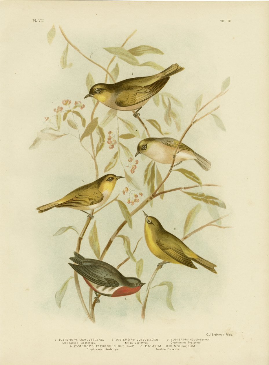Zosterops de espalda gris, 1891 de Gracius Broinowski