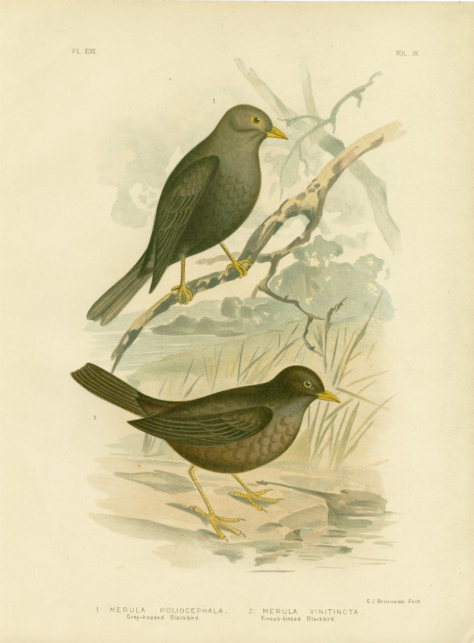 Mirlo de cabeza gris de Gracius Broinowski