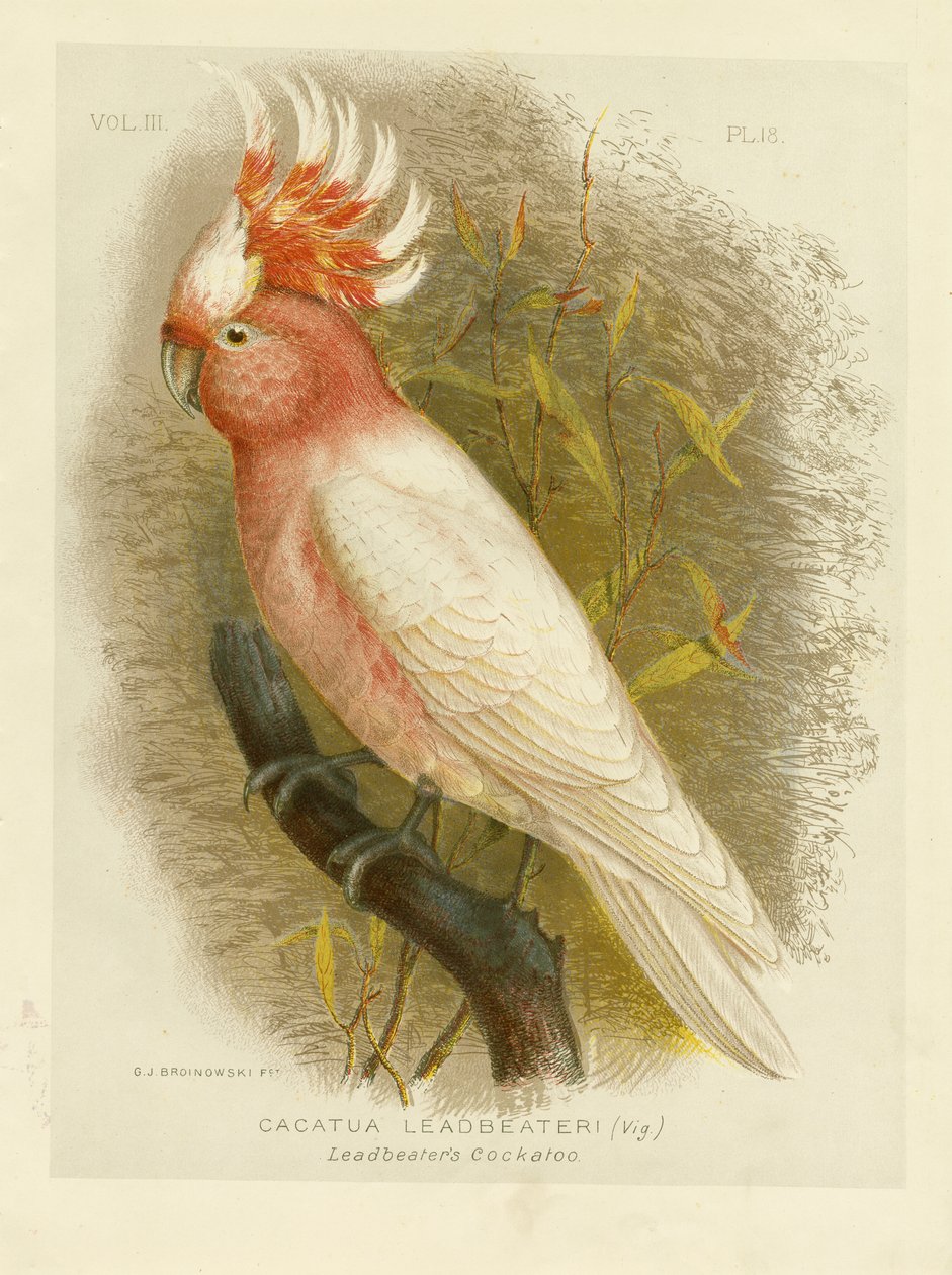 Cacatúa de Leadbeater, 1891 de Gracius Broinowski