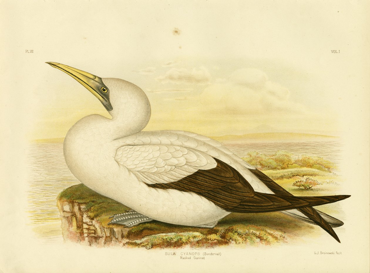 Alcatraz enmascarado, 1891 de Gracius Broinowski