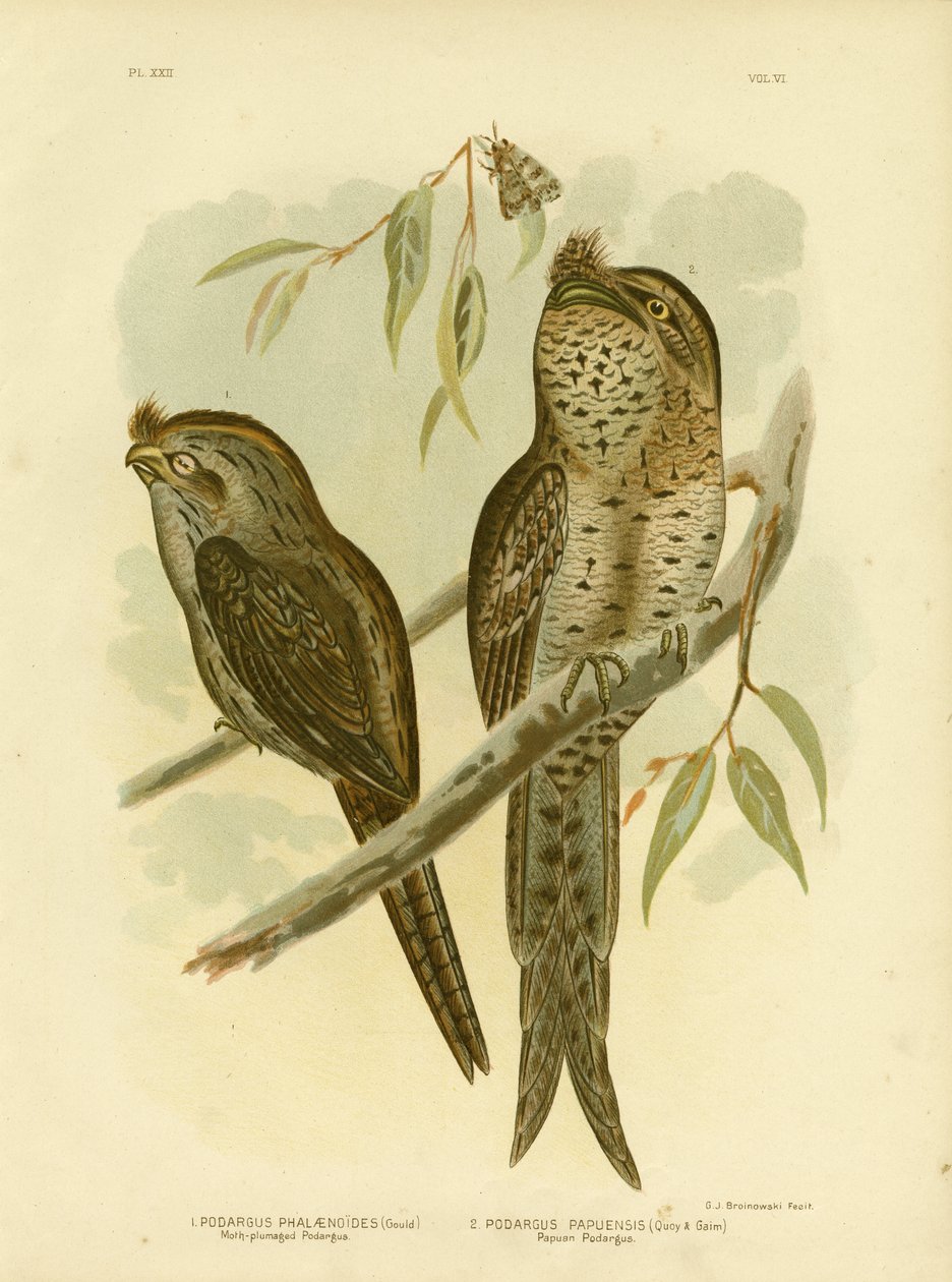 Podargus de Plumaje de Polilla, 1891 de Gracius Broinowski