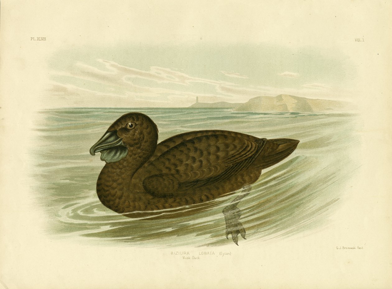 Pato almizclero, 1891 de Gracius Broinowski