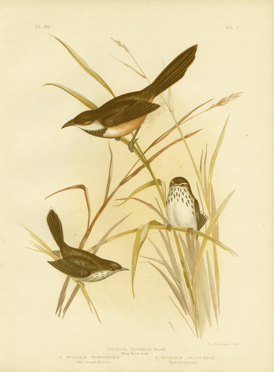 Ave ruidosa, 1891 de Gracius Broinowski