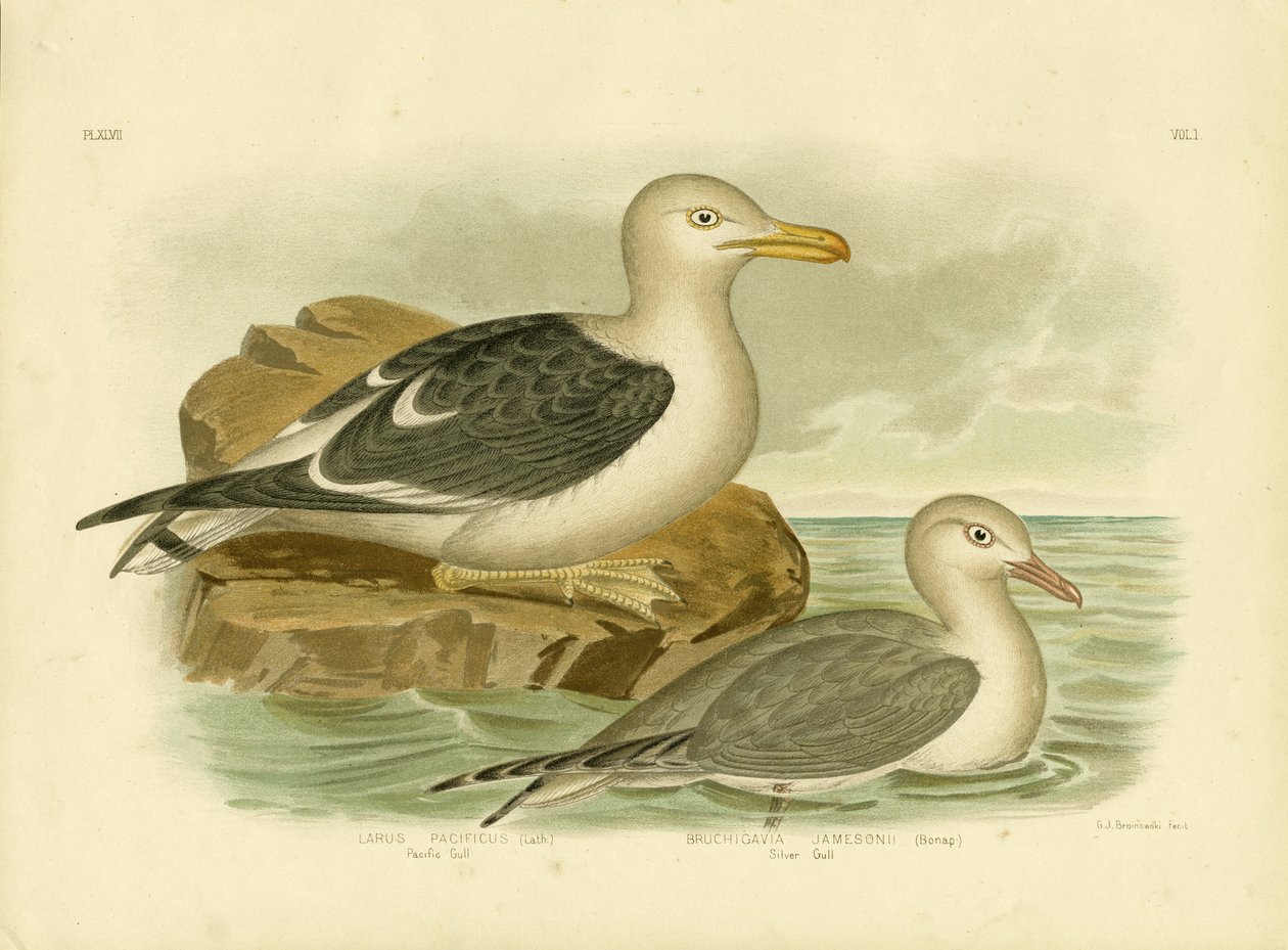 Gaviota del Pacífico, 1891 de Gracius Broinowski