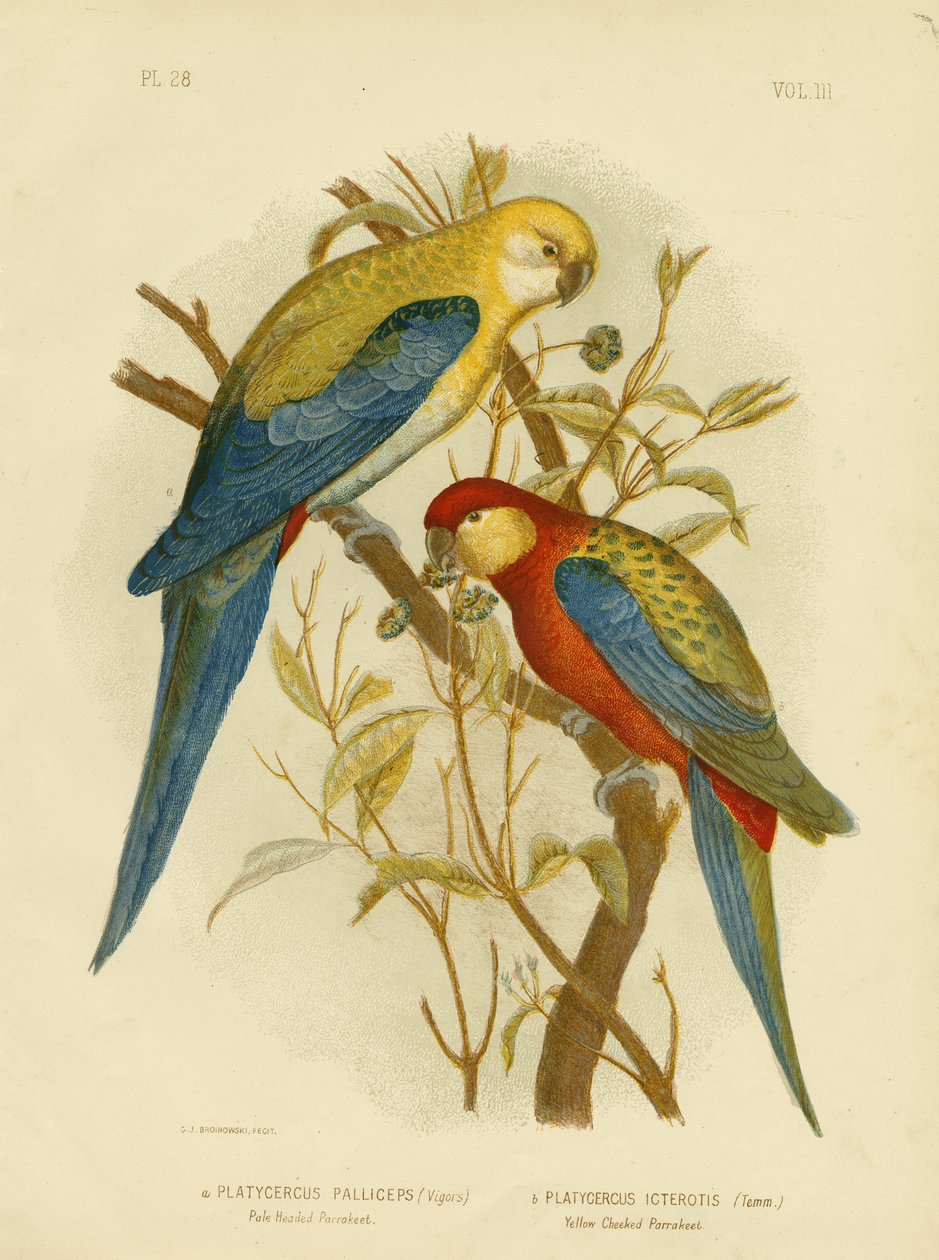 Periquito de cabeza pálida o Rosella de cabeza pálida, 1891 de Gracius Broinowski