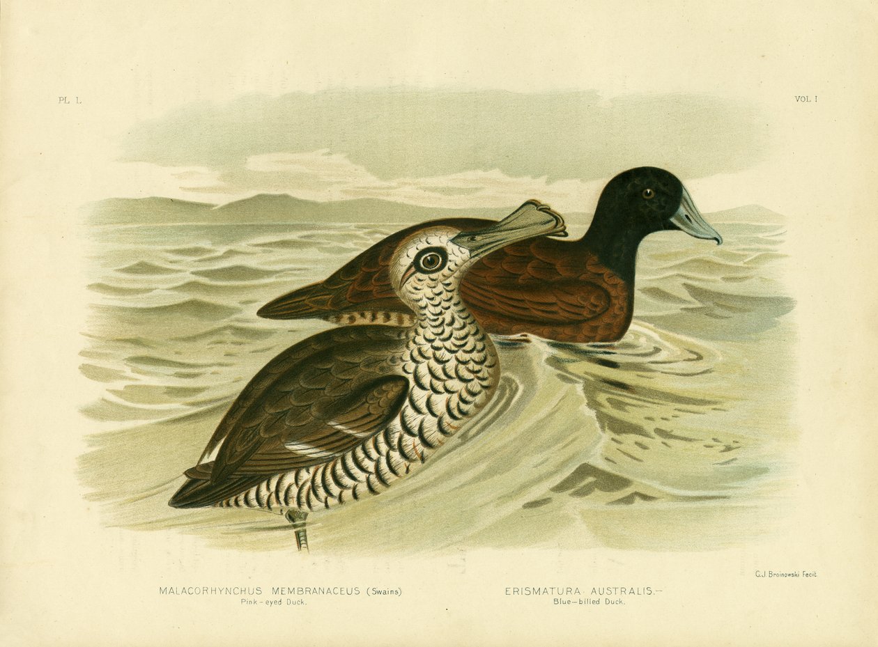 Pato de Ojos Rosados, 1891 de Gracius Broinowski