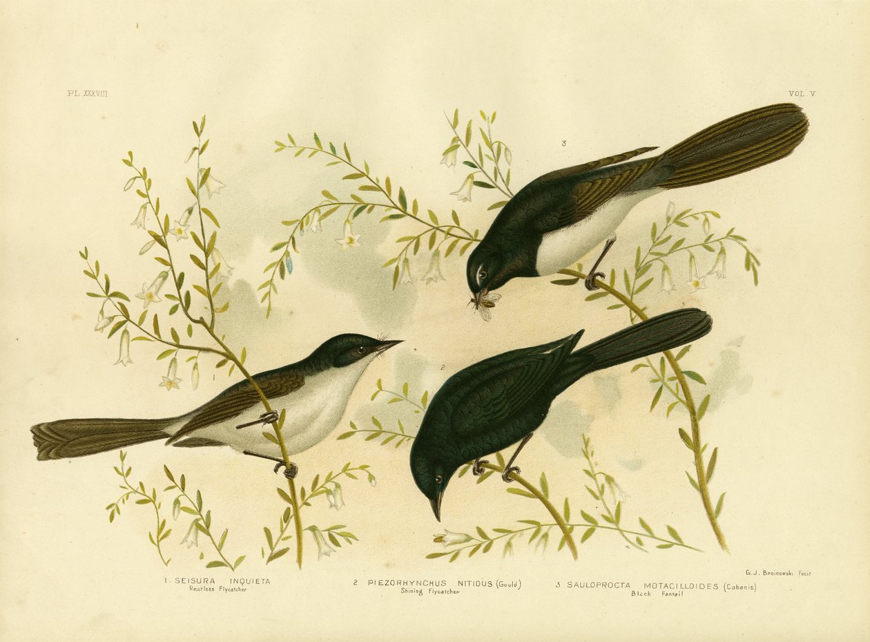 Cazamoscas inquieto, 1891 de Gracius Broinowski