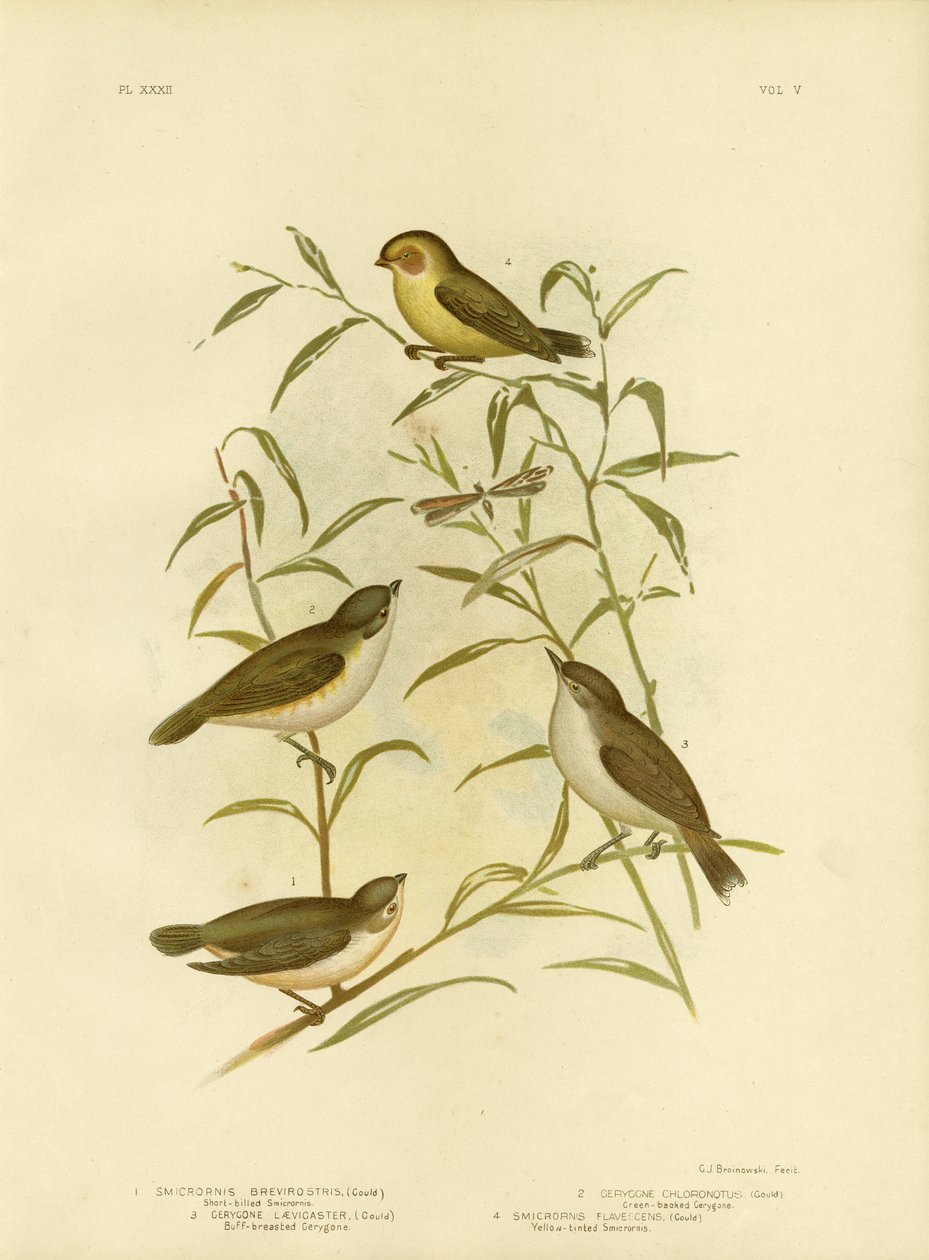 Smicrornis de pico corto o Weebill, 1891 de Gracius Broinowski