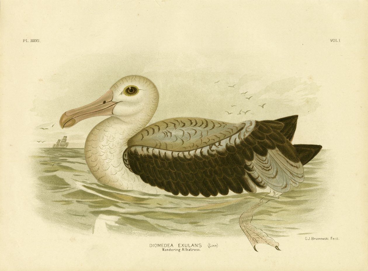 Petrel Gris Plateado, 1891 de Gracius Broinowski