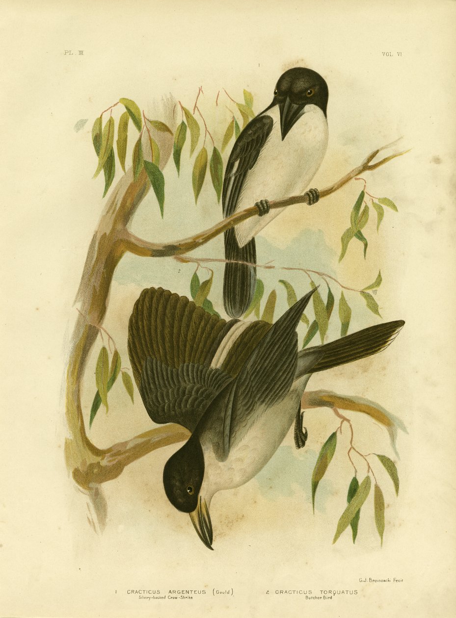 Pájaro carnicero de lomo plateado, 1891 de Gracius Broinowski