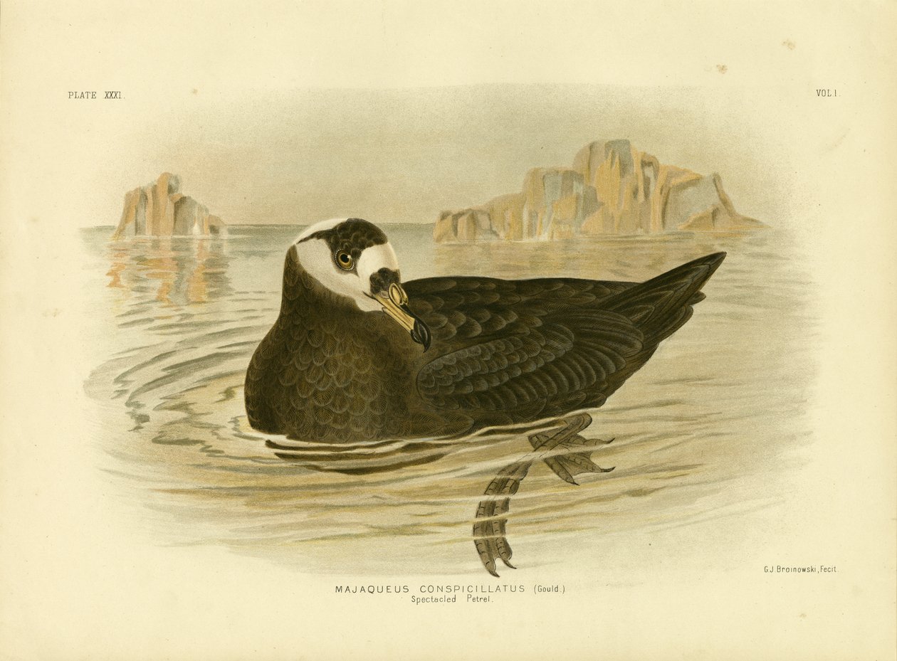 Petrel de anteojos, 1891 de Gracius Broinowski