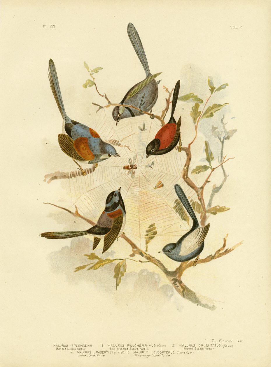 Hada espléndida, 1891 de Gracius Broinowski
