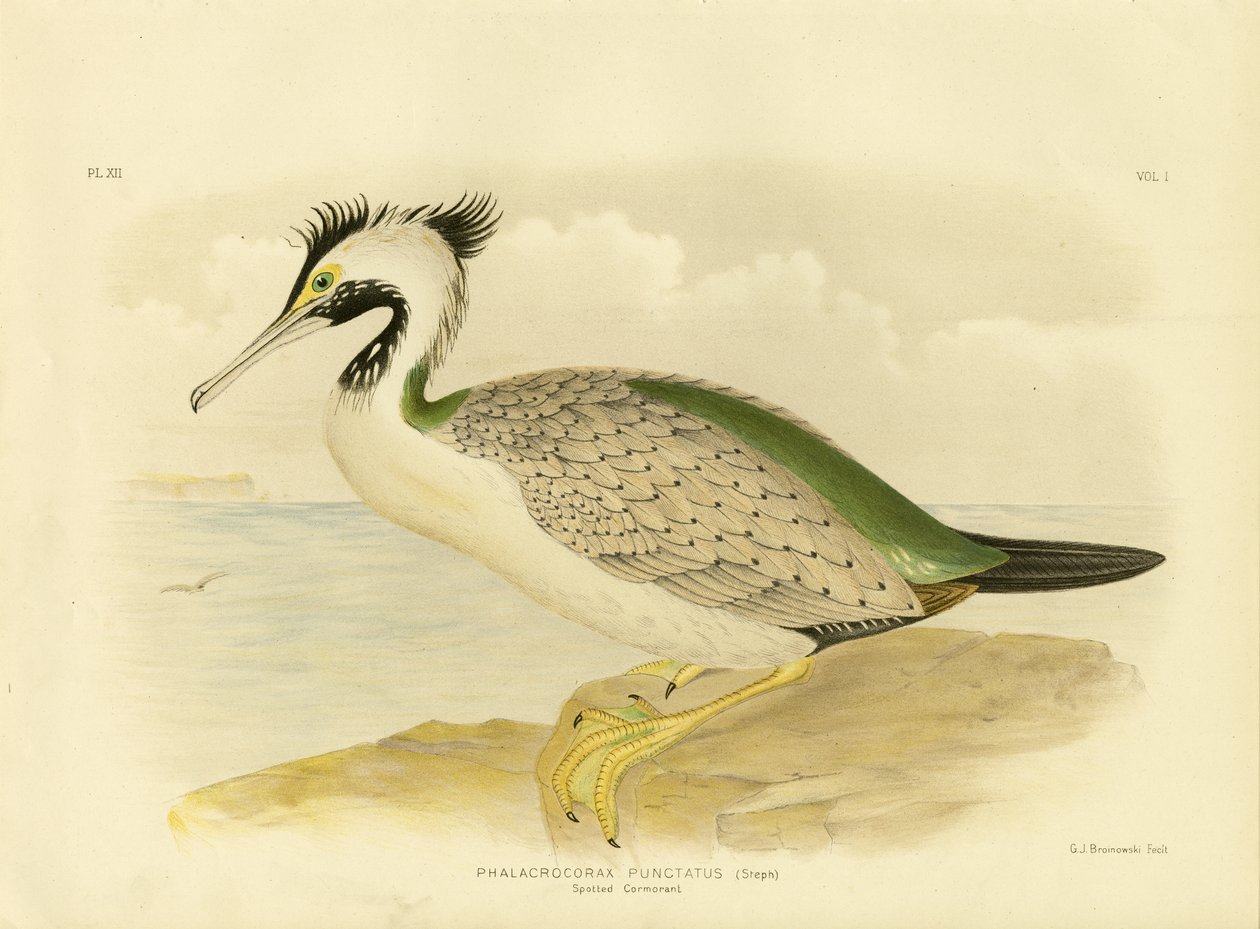 Cormorán manchado, 1891 de Gracius Broinowski