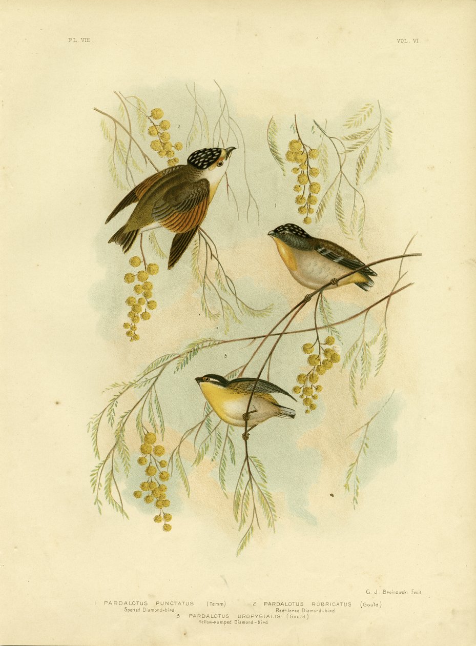 Diamante Manchado o Pardalote Manchado, 1891 de Gracius Broinowski