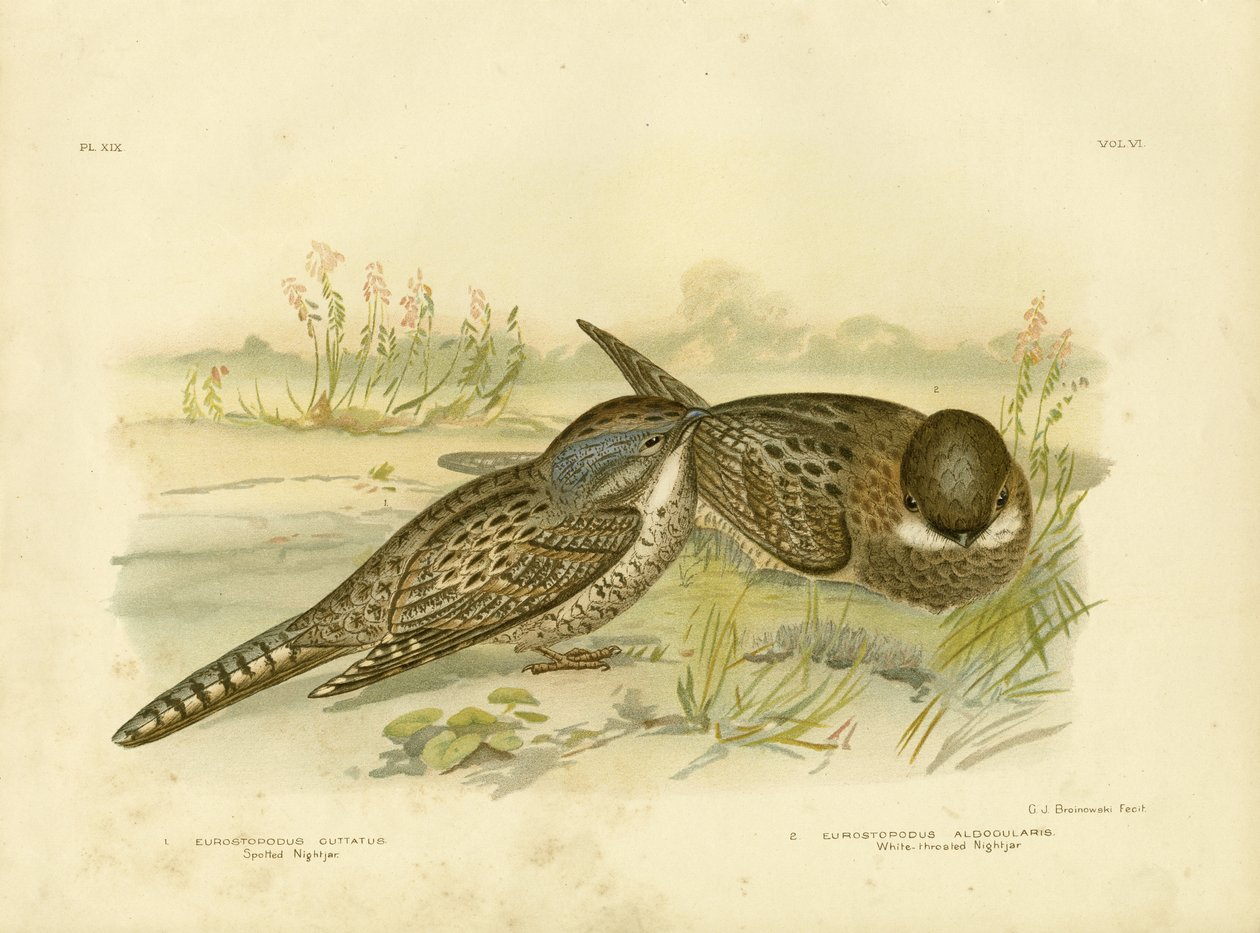 Chotacabras Manchado, 1891 de Gracius Broinowski