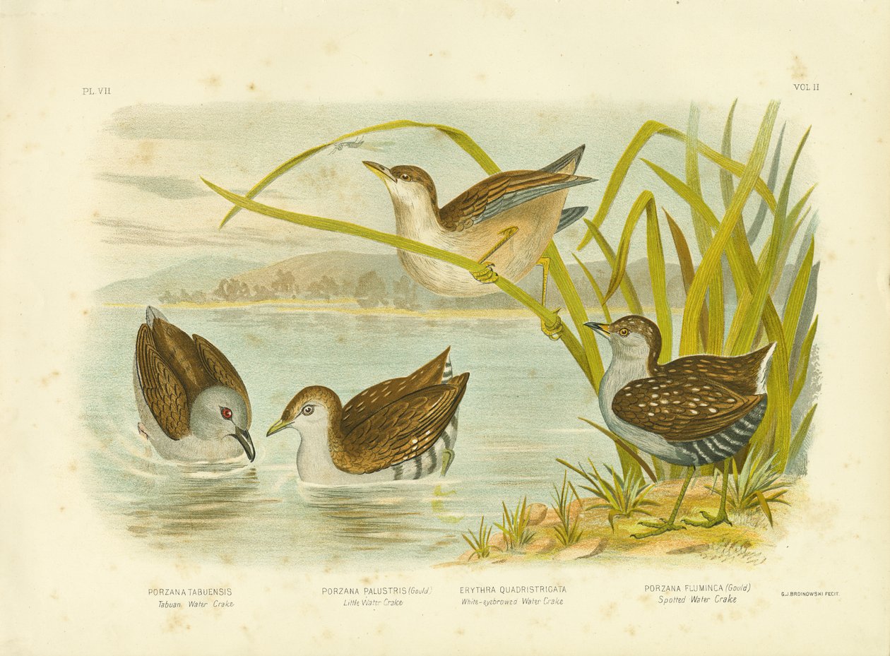 Rascón de agua de Tabuan o Rascón ahumado, 1891 de Gracius Broinowski
