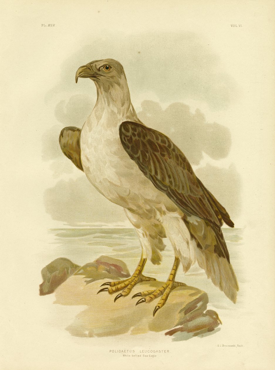 Águila marina de vientre blanco, 1891 de Gracius Broinowski