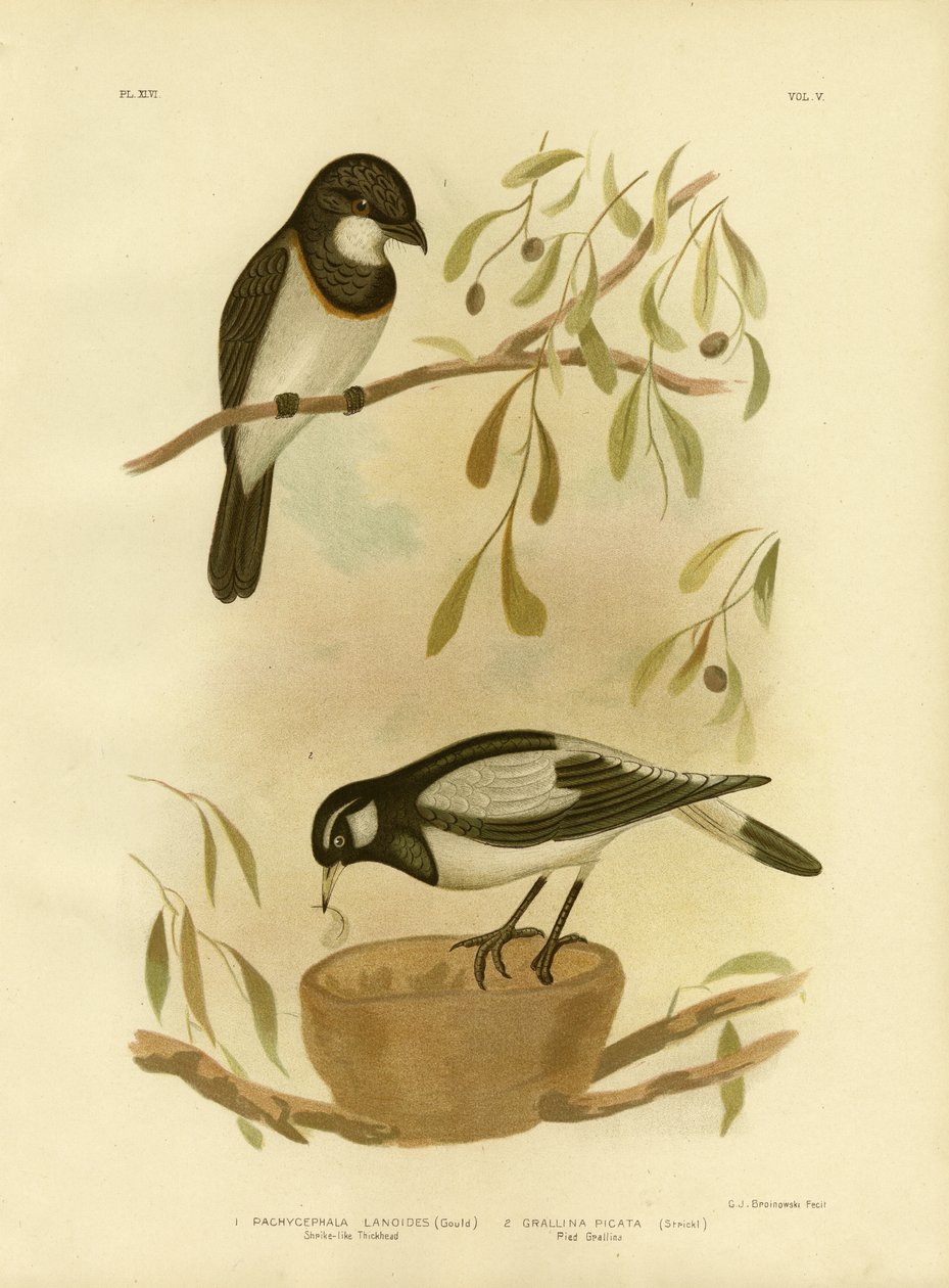 Silbador de Pecho Blanco, 1891 de Gracius Broinowski