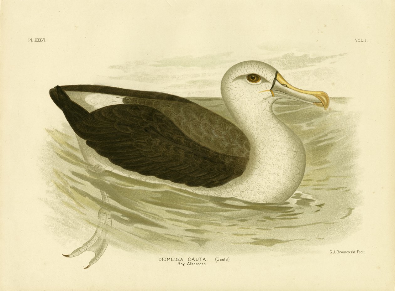 Albatros de cabeza blanca, 1891 de Gracius Broinowski