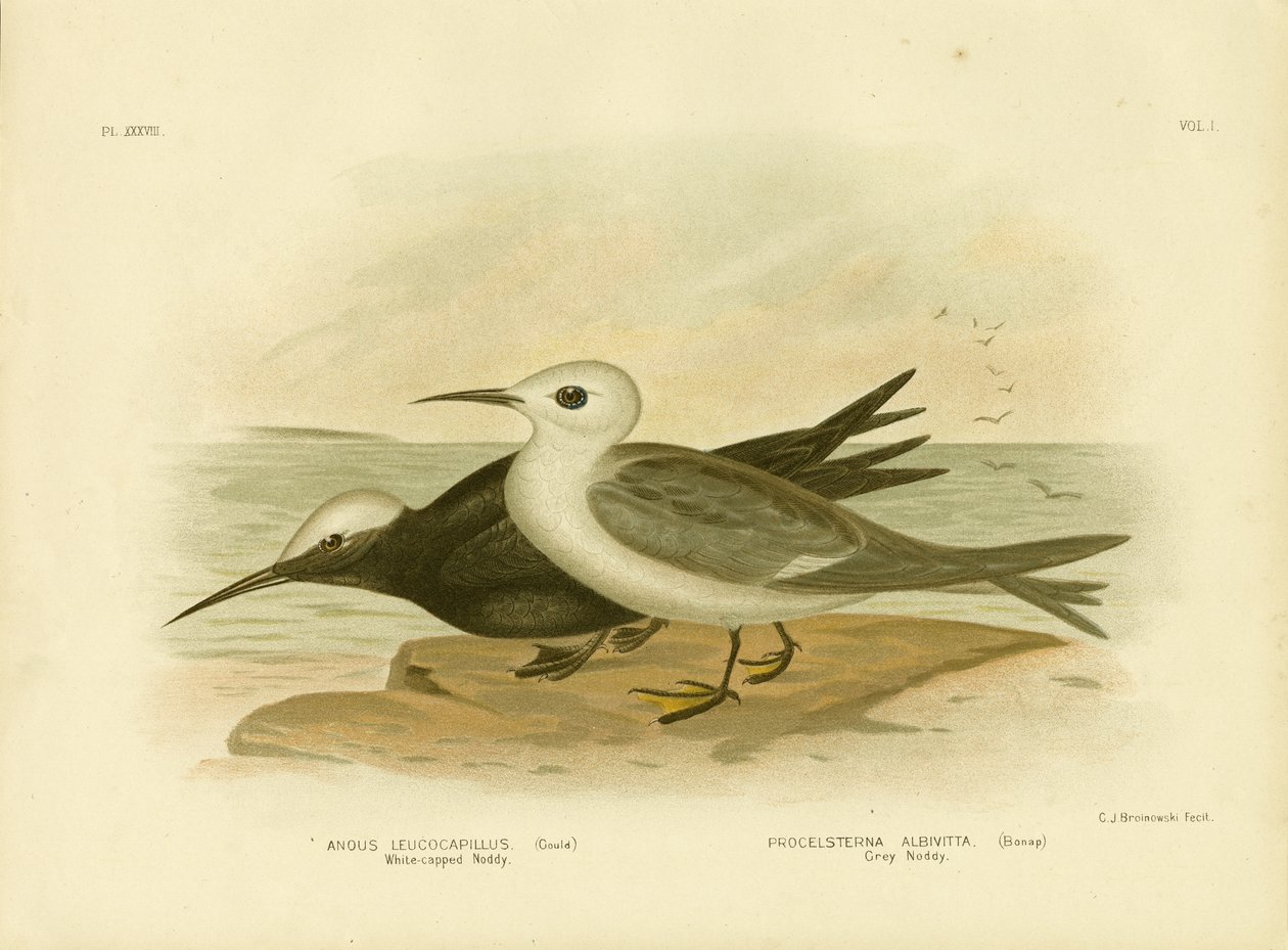 Noddy de cabeza blanca, 1891 de Gracius Broinowski