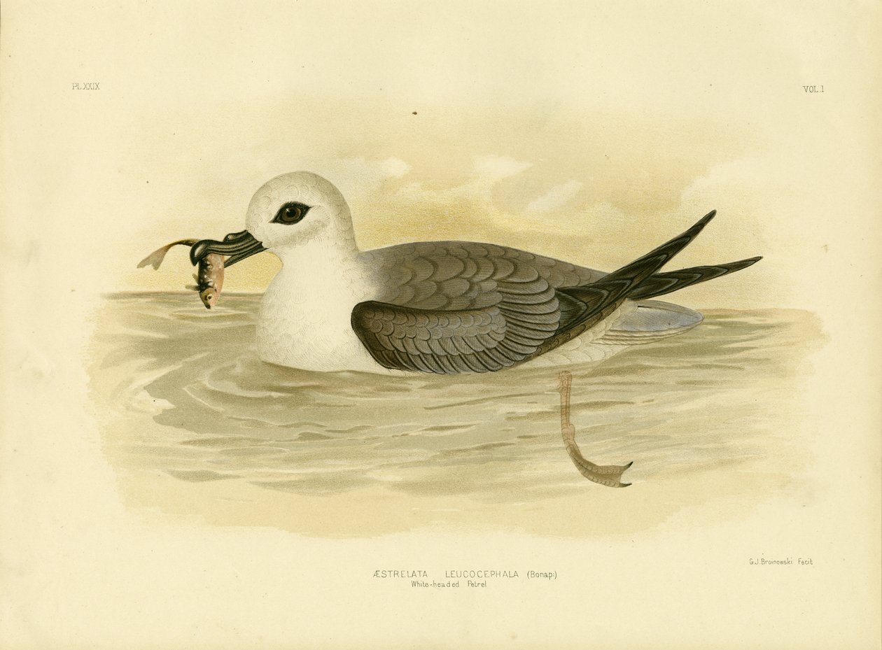 Petrel de cabeza blanca, 1891 de Gracius Broinowski