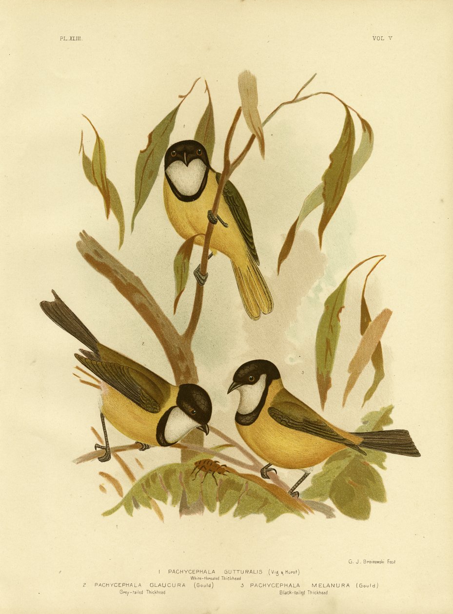 Silbador de garganta blanca o silbador dorado, 1891 de Gracius Broinowski