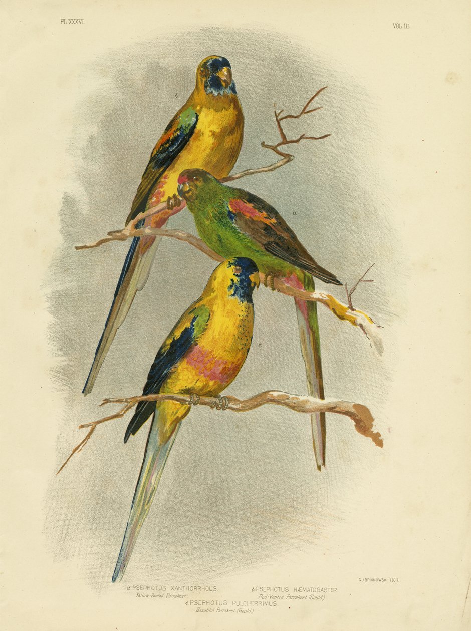Periquito de ventilación amarilla, 1891 de Gracius Broinowski