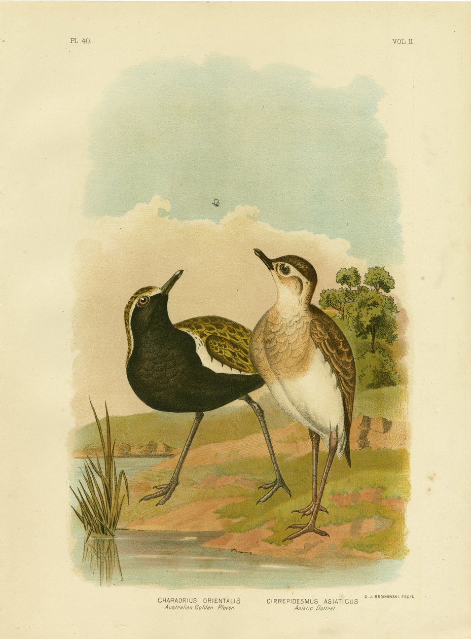 Chorlito dorado australiano o chorlito dorado del Pacífico, 1891 de Gracius Broinowski