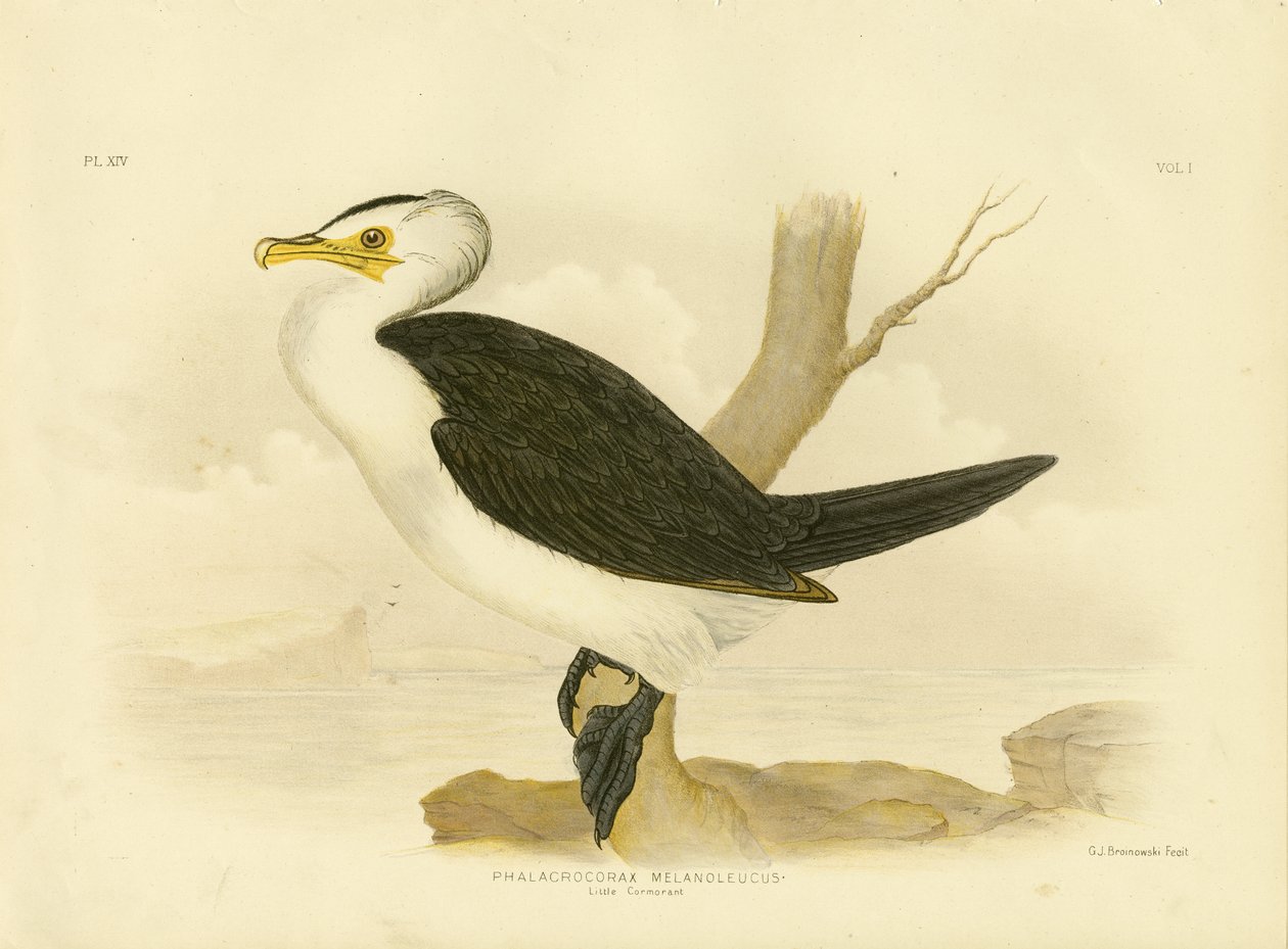 Cormorán pequeño, 1891 de Gracius Broinowski