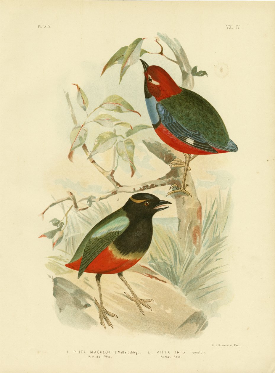 Pitta de Macklot, 1891 de Gracius Broinowski