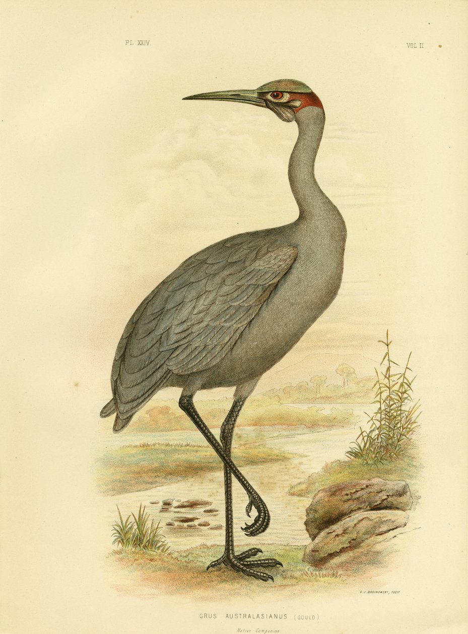 Compañero nativo o Brolga, 1891 de Gracius Broinowski