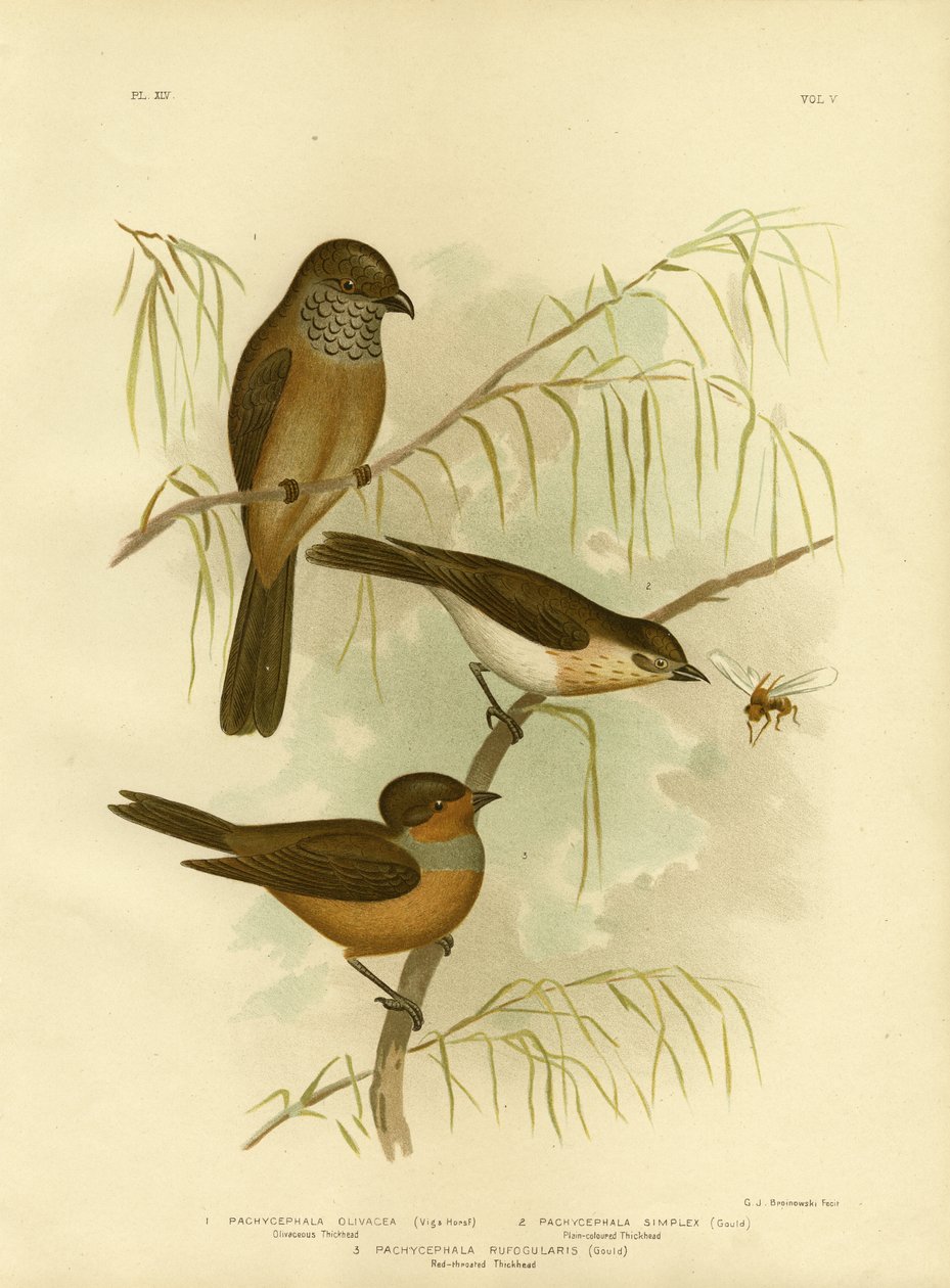 Olivaceous Thickhead o Olive Whistler, 1891 de Gracius Broinowski