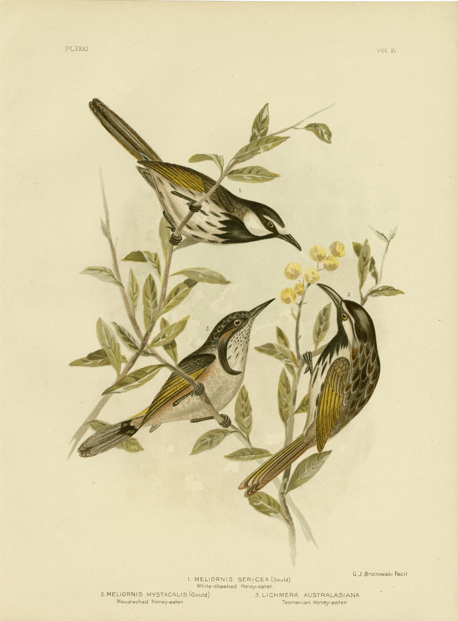 Mielero de mejillas blancas, 1891 de Gracius Broinowski