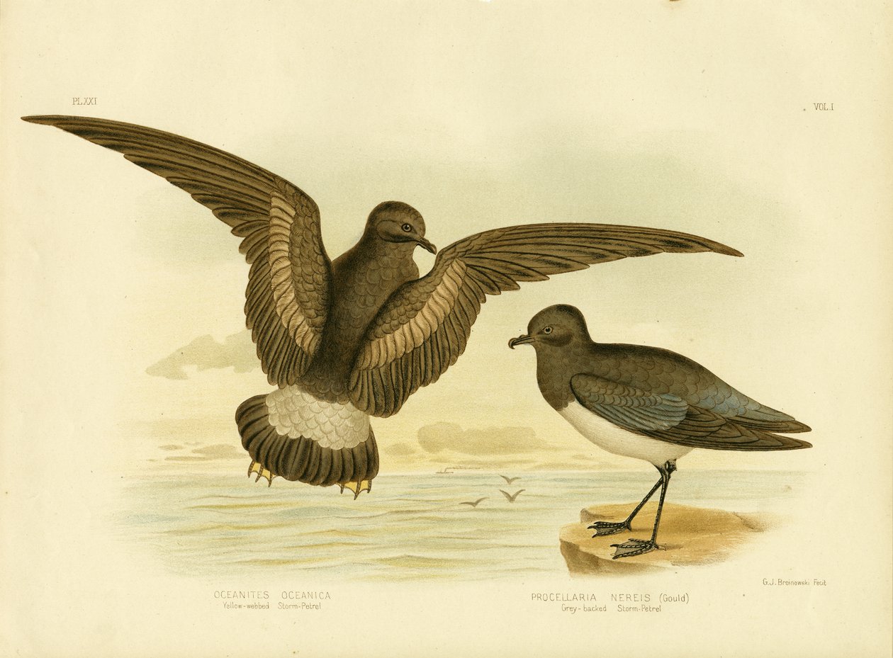 Petrel de tormenta de patas amarillas, 1891 de Gracius Broinowski