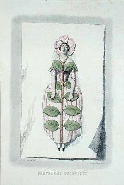 Pervinca marchita, de 