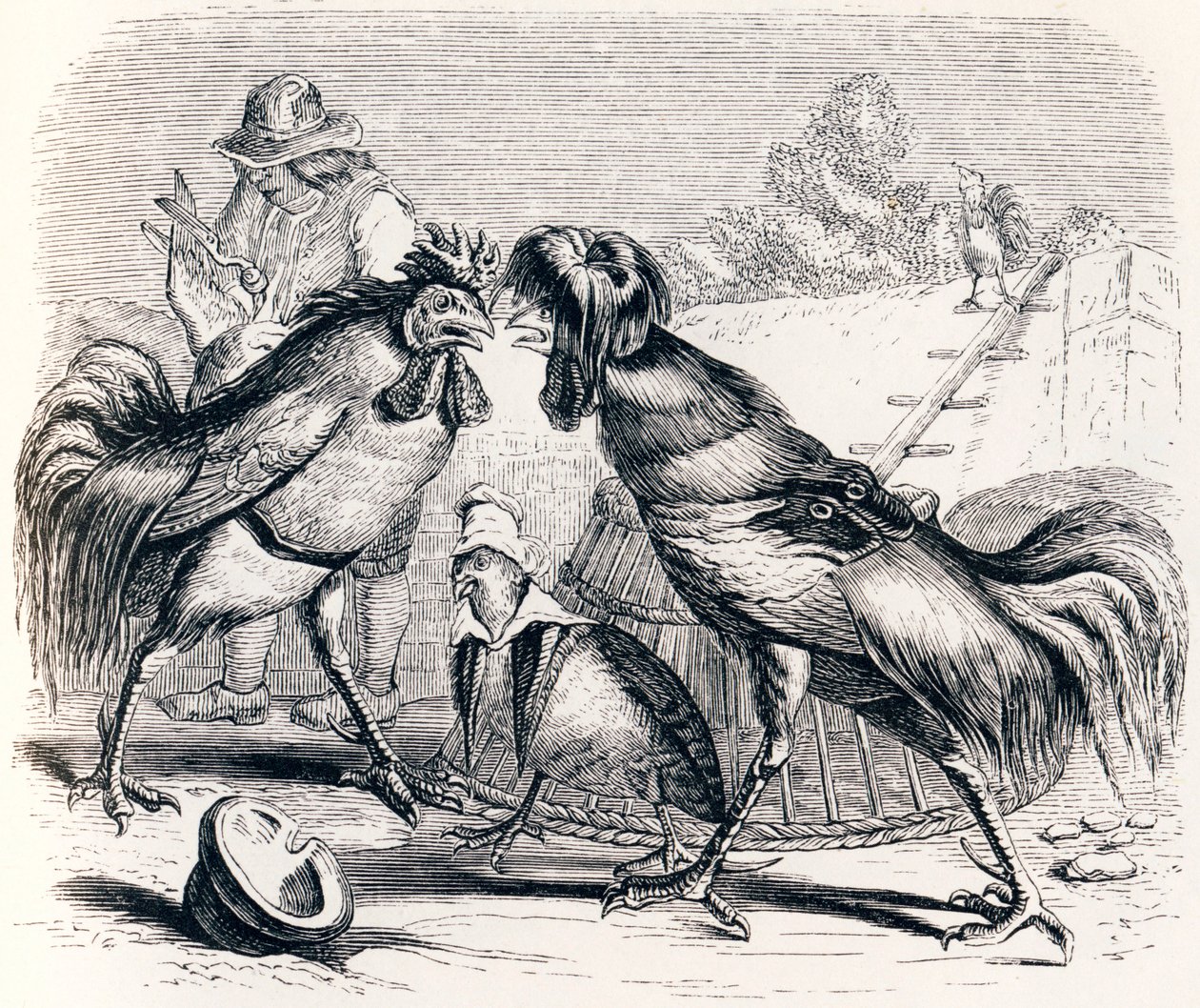 La perdiz y los dos gallos (La perdrix et les deux coqs) - Fábulas de La Fontaine de Grandville