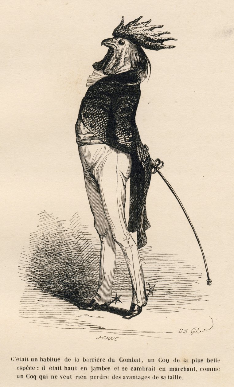Gallo habitual de la barrera de combate marchando orgullosamente. Viñetas ilustradas por JJ Granville. Grabado firmado por Caque en la parte "Historia de una liebre" escrito por PJ Stahl en "Escenas de la vida privada y pública de los animales". París, J.  de Grandville