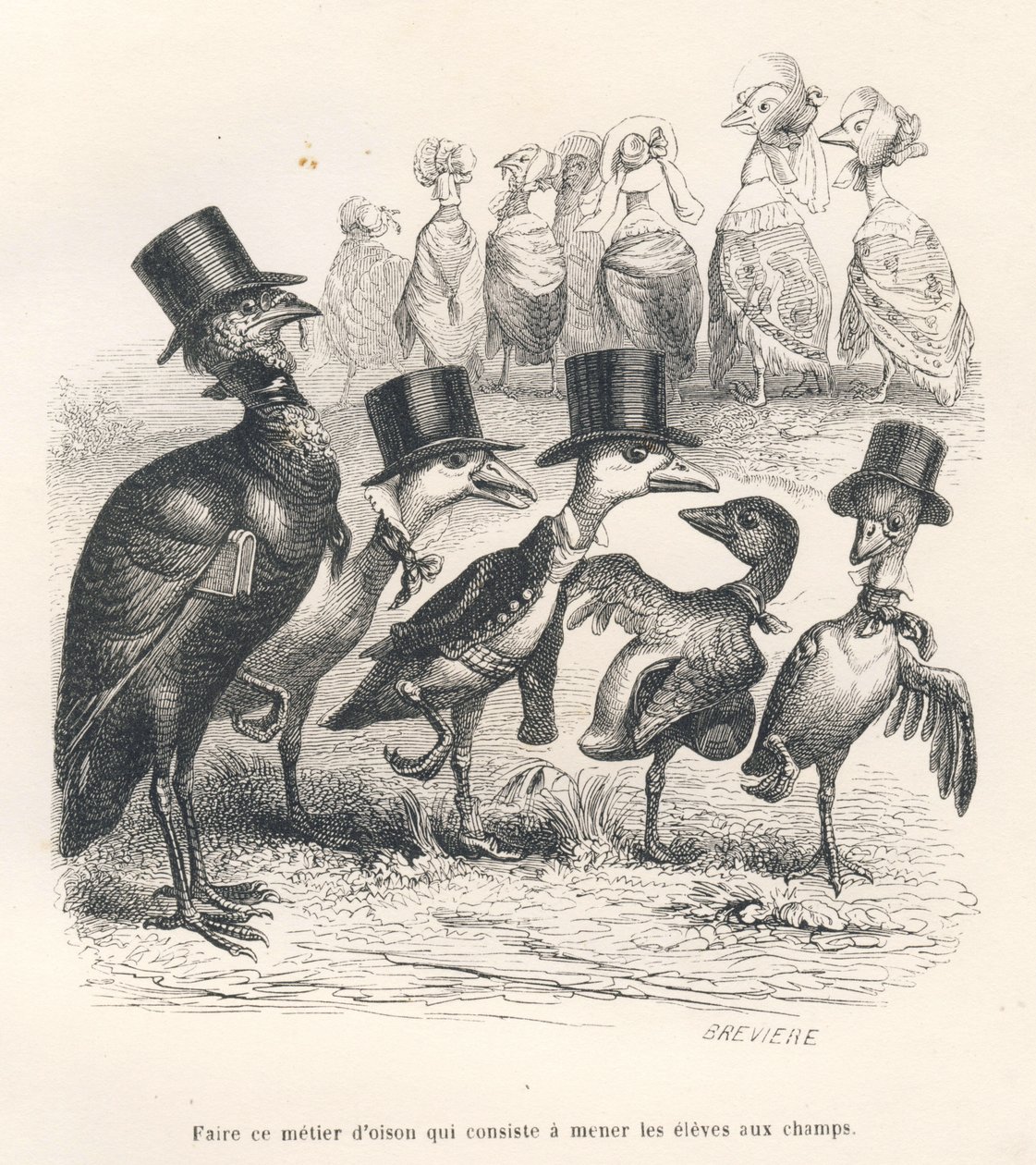 Oficio de ganso consistente en llevar a los alumnos al campo. Los gansos se alejan de su hijo. Viñetas ilustradas por JJ Granville. Grabado firmado por Breviere en la parte titulada "Guía-asno para el uso de los animales que quieren alcanzar los honores" e de Grandville