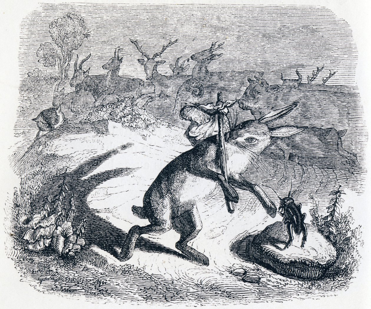 Las orejas de la liebre - Fábulas de La Fontaine de Grandville