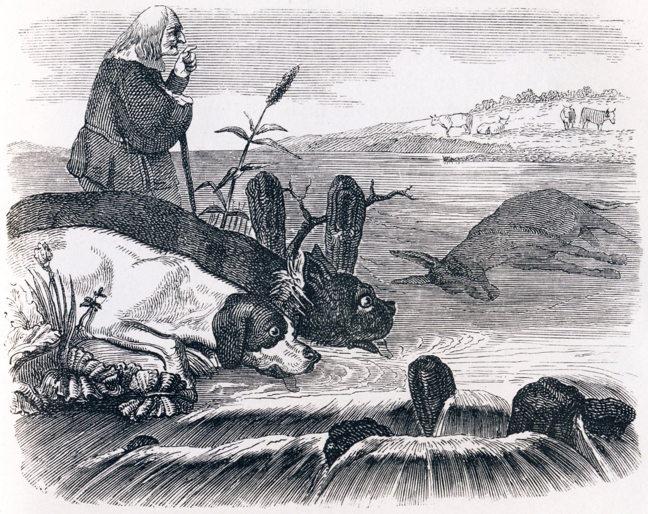 Los dos perros y el burro muerto - Fábulas de La Fontaine de Grandville