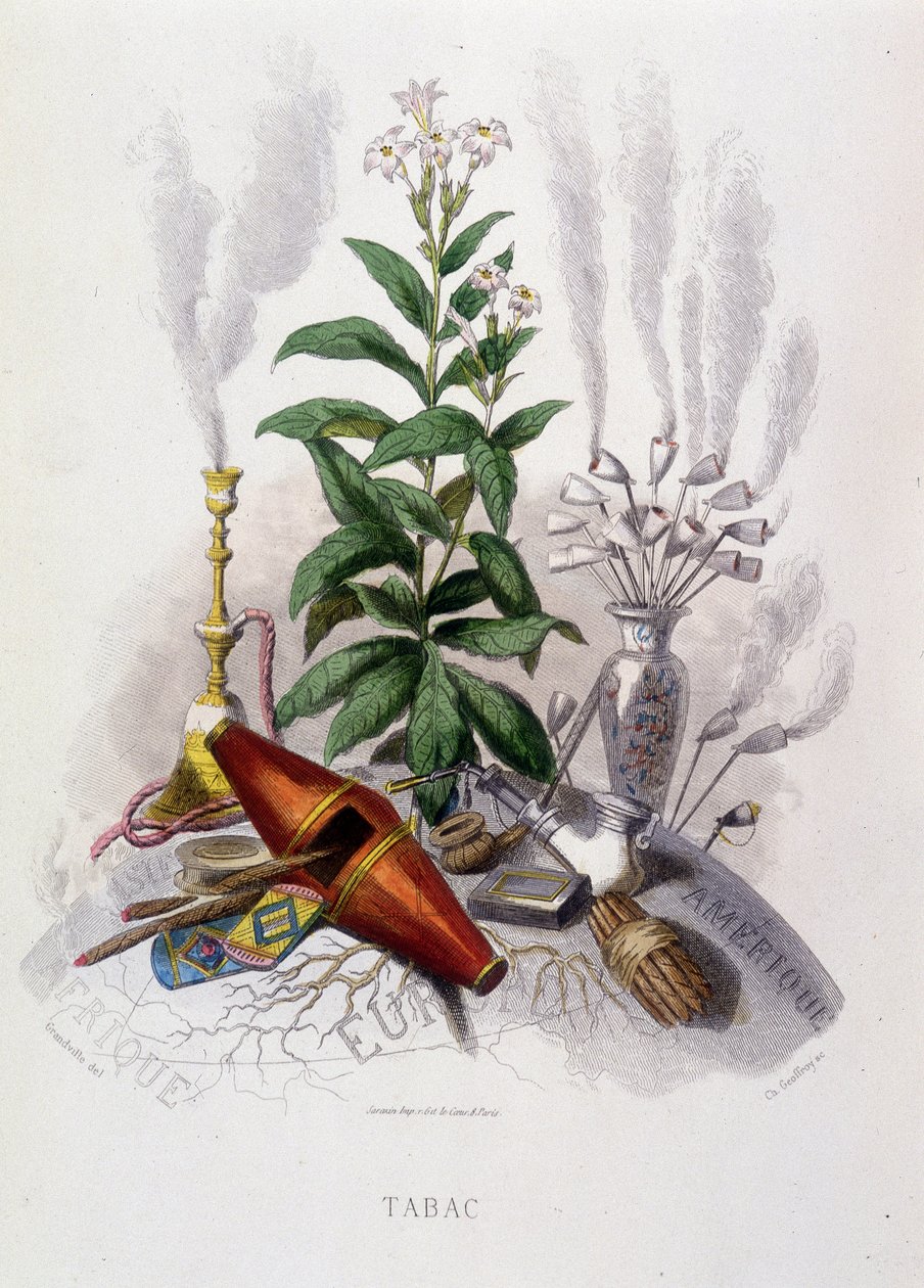 Planta de tabaco y utensilios para fumar - en 