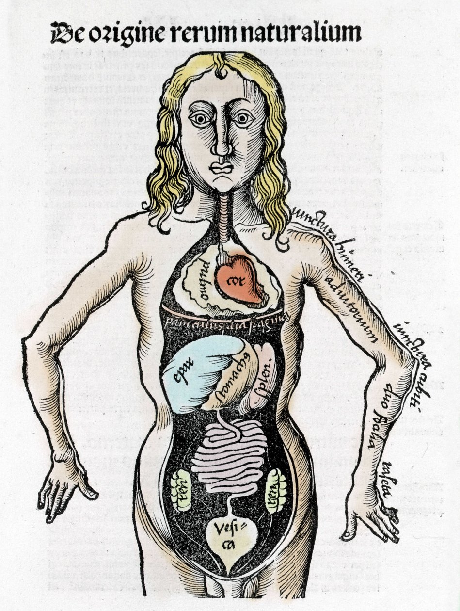 Sección del cuerpo humano - en 