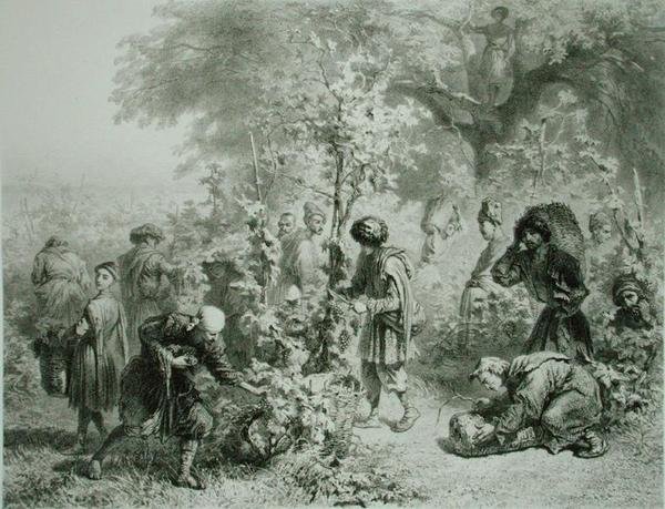 Cosecha de uvas en Kakhetie, Georgia, lámina 30 de un libro sobre el Cáucaso, grabado por Eugene Le Roux, publicado por Alfred Leon Lemercier, París de Grigori Grigorevich (after) Gagarin