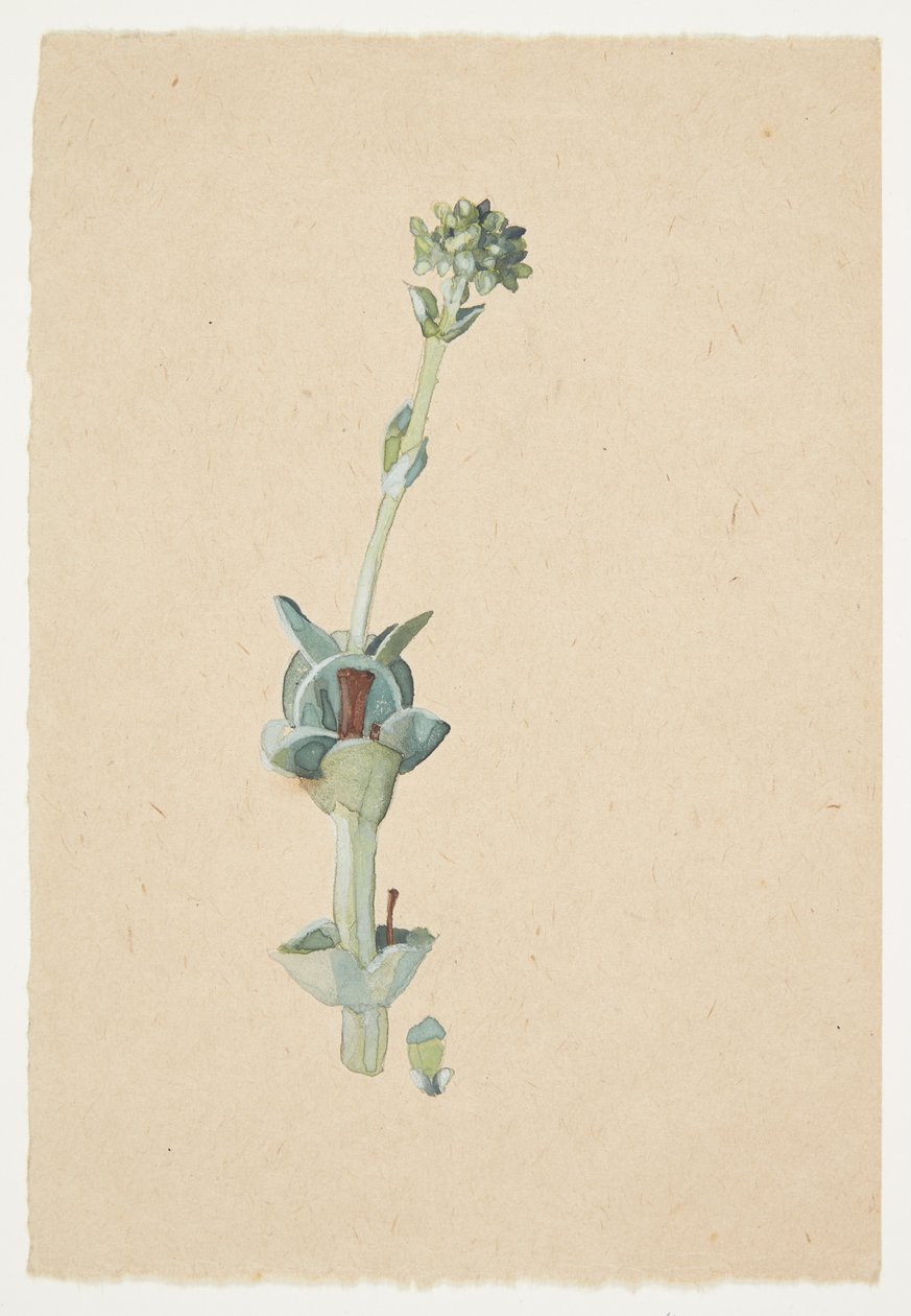 Estudio de una flor de Gudrun Traustedt
