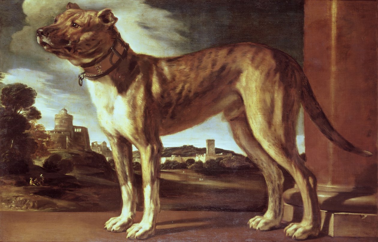 Retrato de un Perro de Giovanni Francesco Barbieri