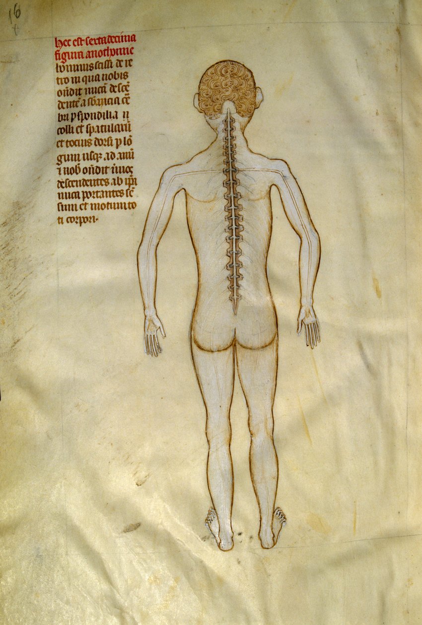 Anatomía y tablas quirúrgicas: médula espinal (en las vértebras de la columna vertebral). En el "Liber notabilium Philippi septimi francorum regis, a libris Galieni extratus" de Gui de Pavia hacia 1345. Chantilly, Museo Conde de Guido da Vigevano da Pavia