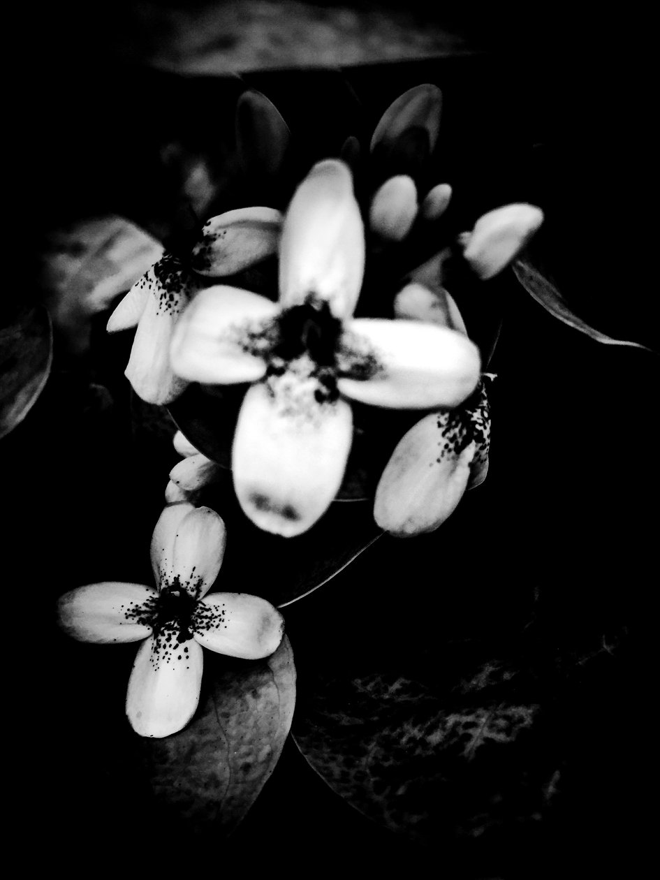 Flor nº 51 (foto) de Guilherme Pontes