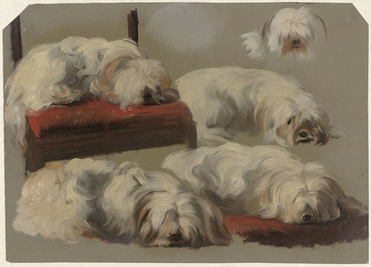 Estudios de un perro faldero blanco de Guillaume Anne van der Brugghen