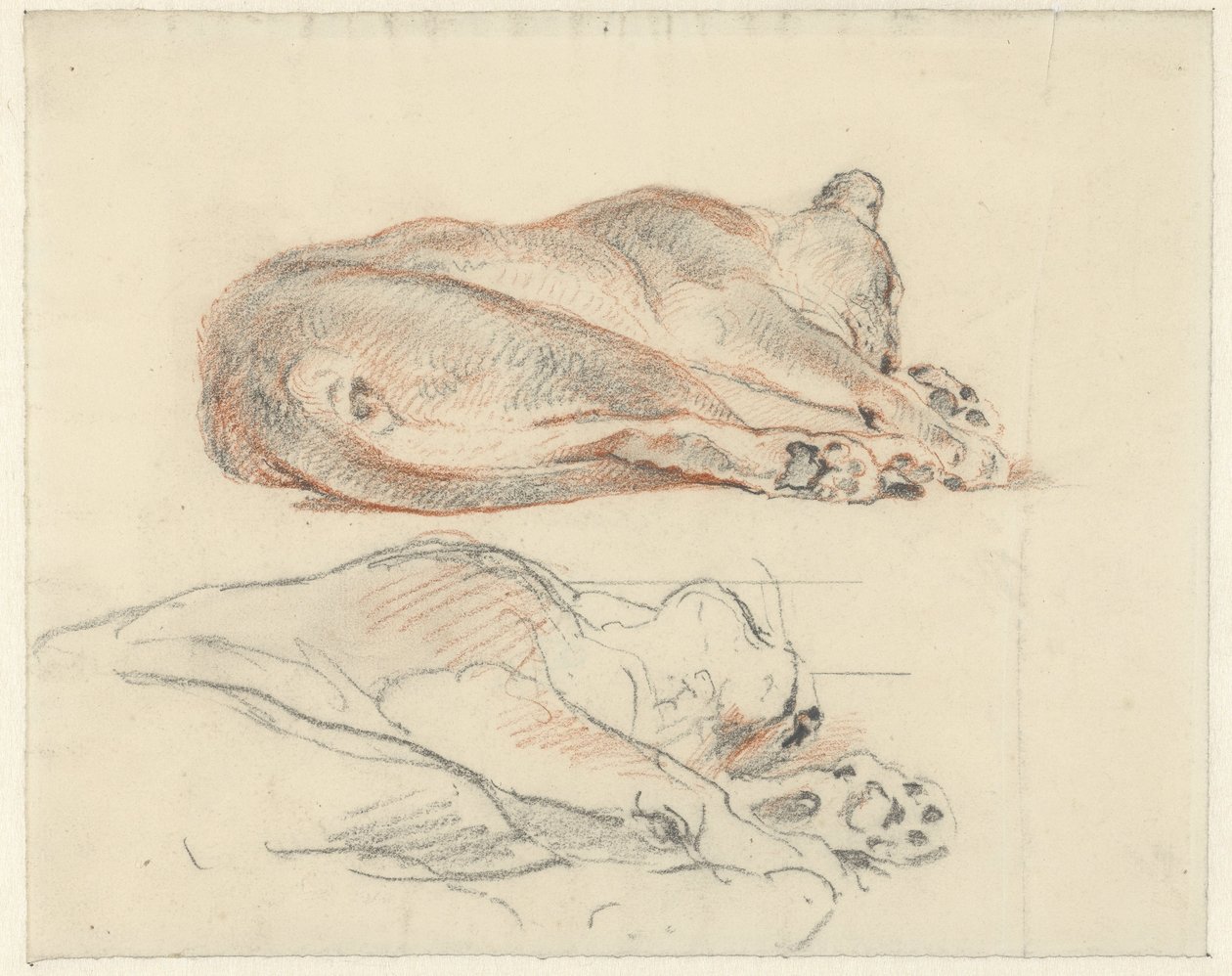 Dos estudios de un tigre reclinado de Guillaume Anne van der Brugghen